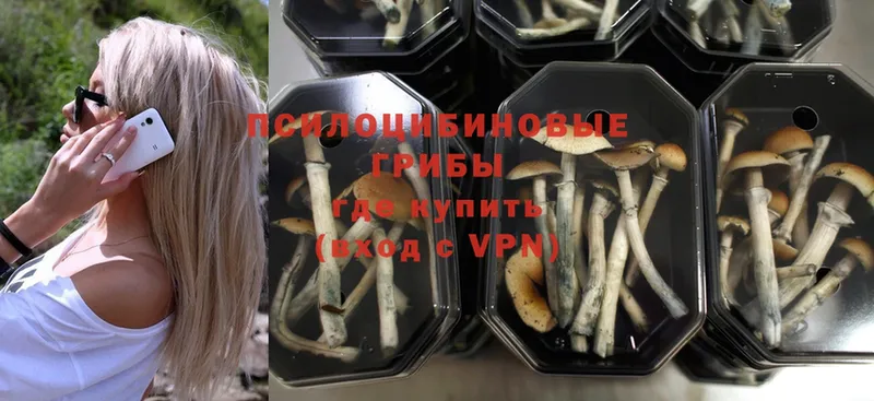 где можно купить   Шацк  Галлюциногенные грибы MAGIC MUSHROOMS 